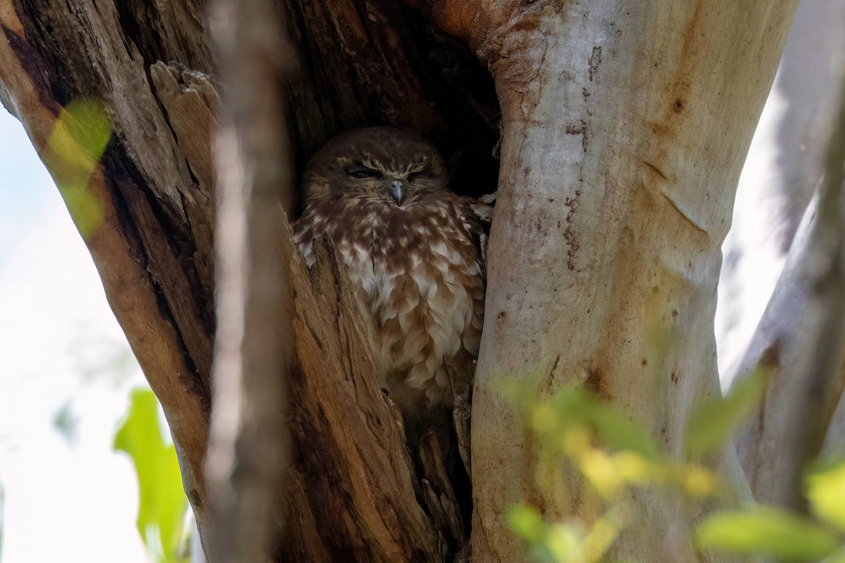 Australian Boobook - ML640457836