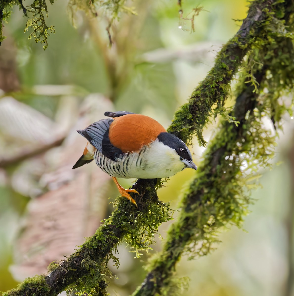 Himalayan Cutia - ML640457838