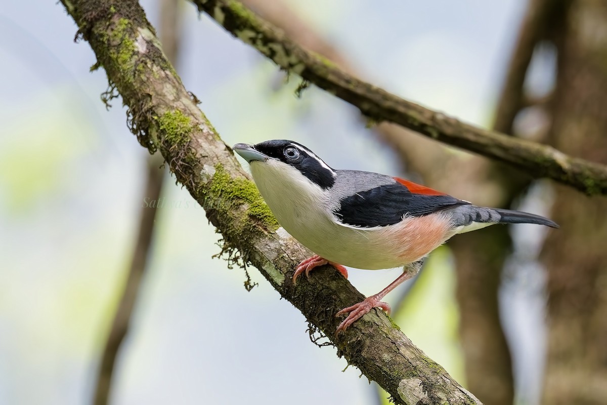 White-browed Shrike-Babbler - ML640457890