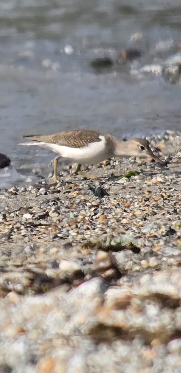 Spotted Sandpiper - ML640457891