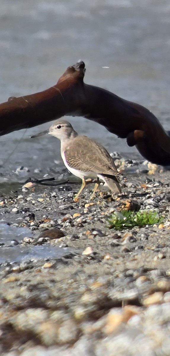 Spotted Sandpiper - ML640457892