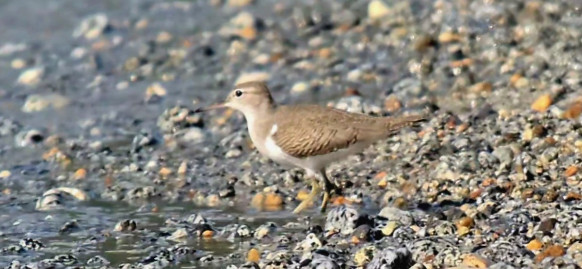 Spotted Sandpiper - ML640457893