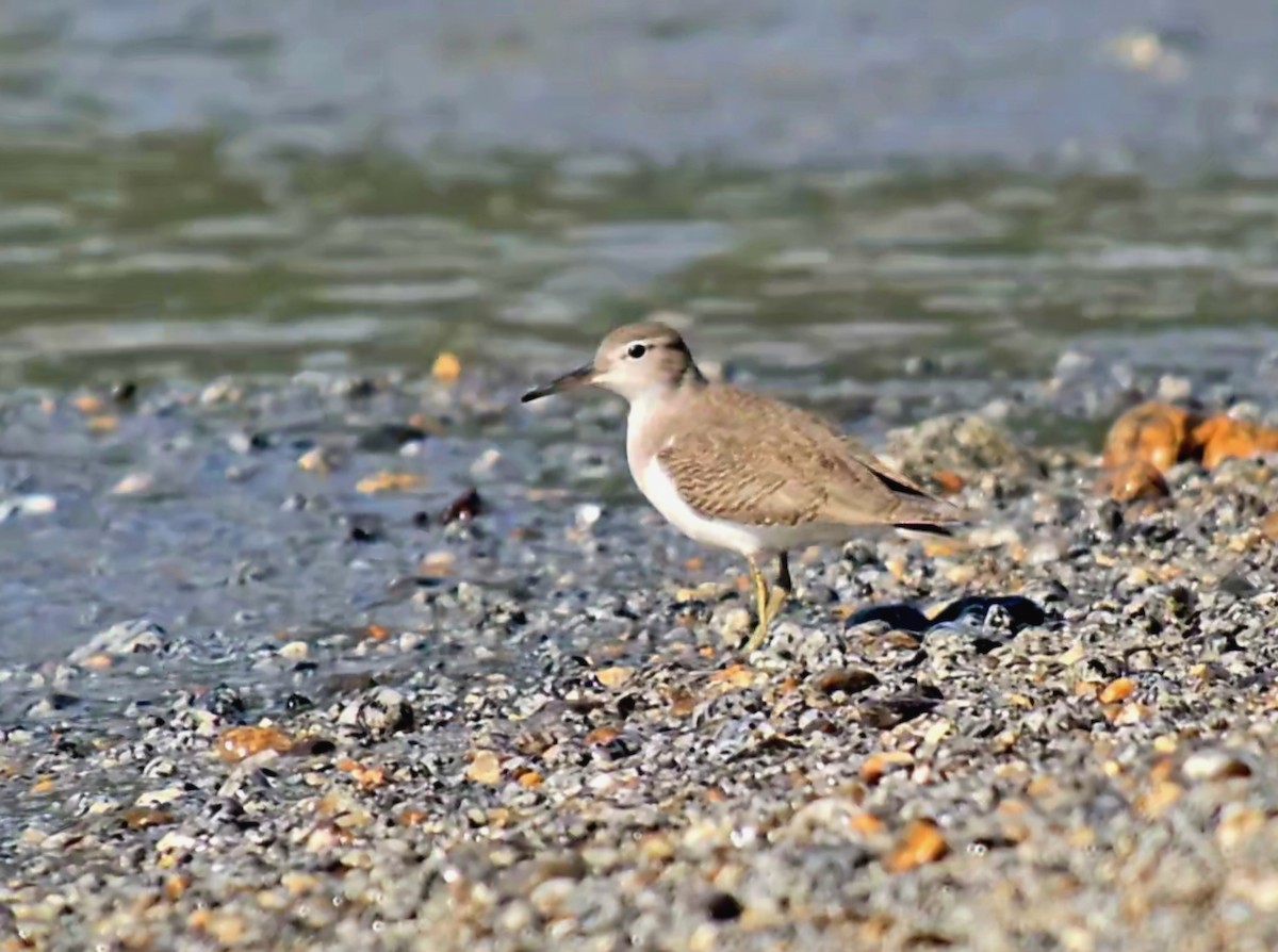 Spotted Sandpiper - ML640457894