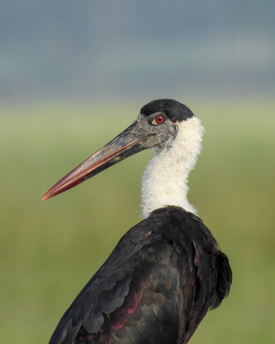 Asian Woolly-necked Stork - ML640457942