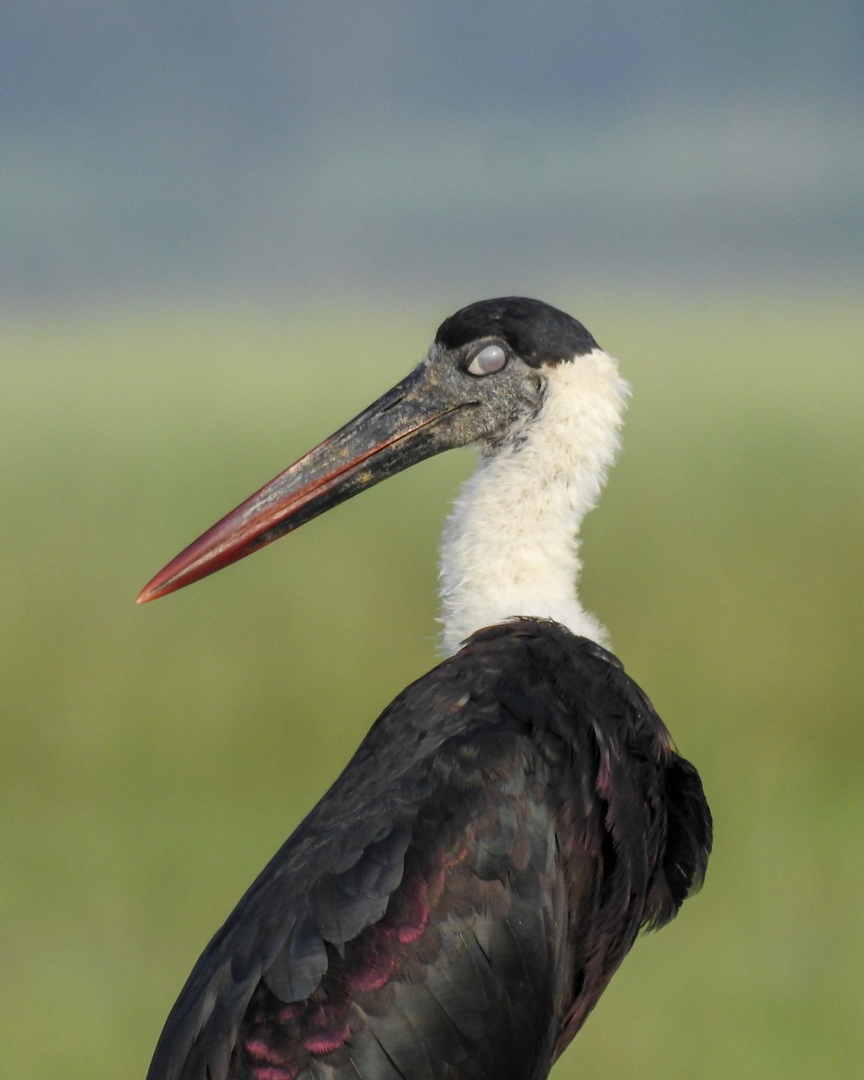 Asian Woolly-necked Stork - ML640457943