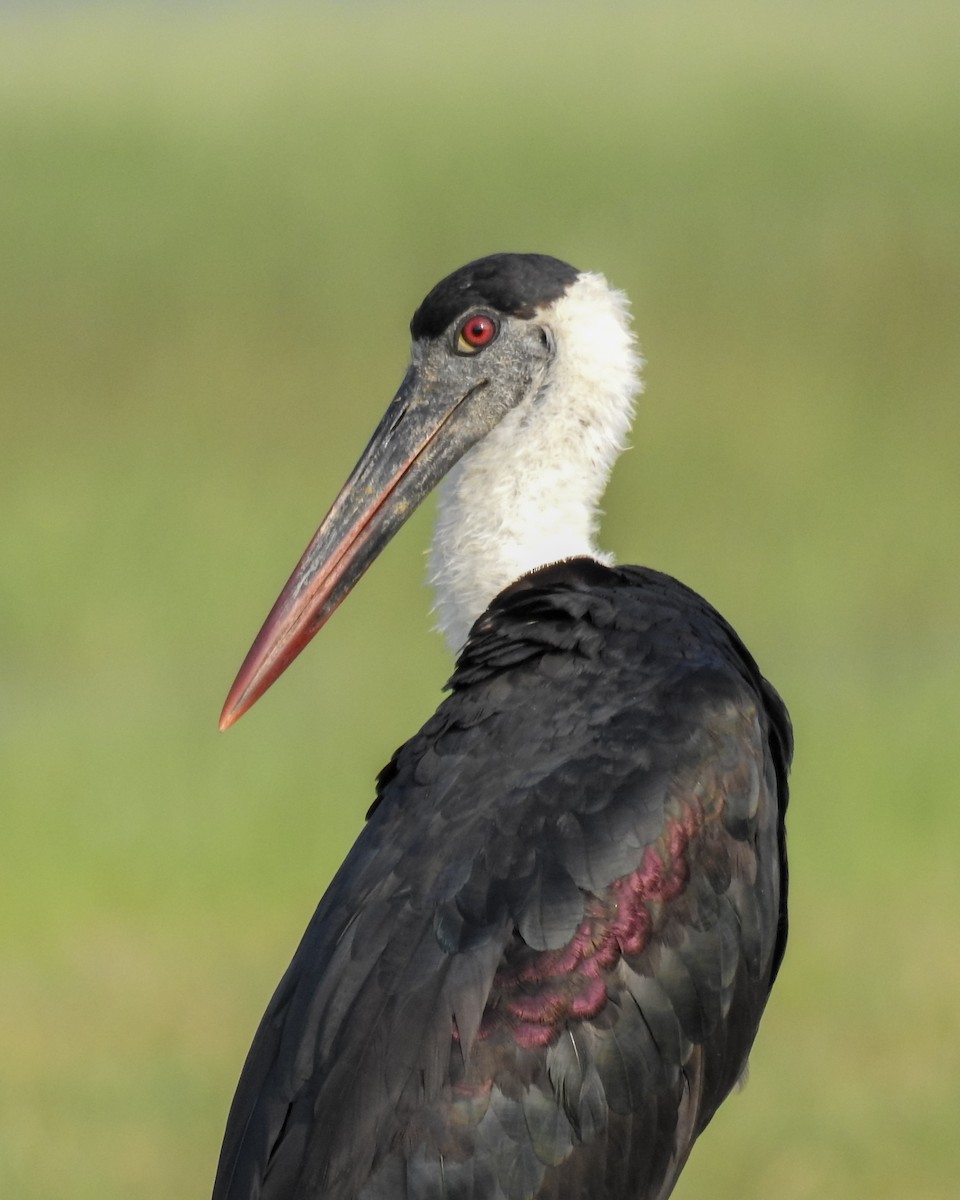 Asian Woolly-necked Stork - ML640457944