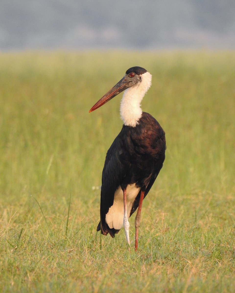 Asian Woolly-necked Stork - ML640457945