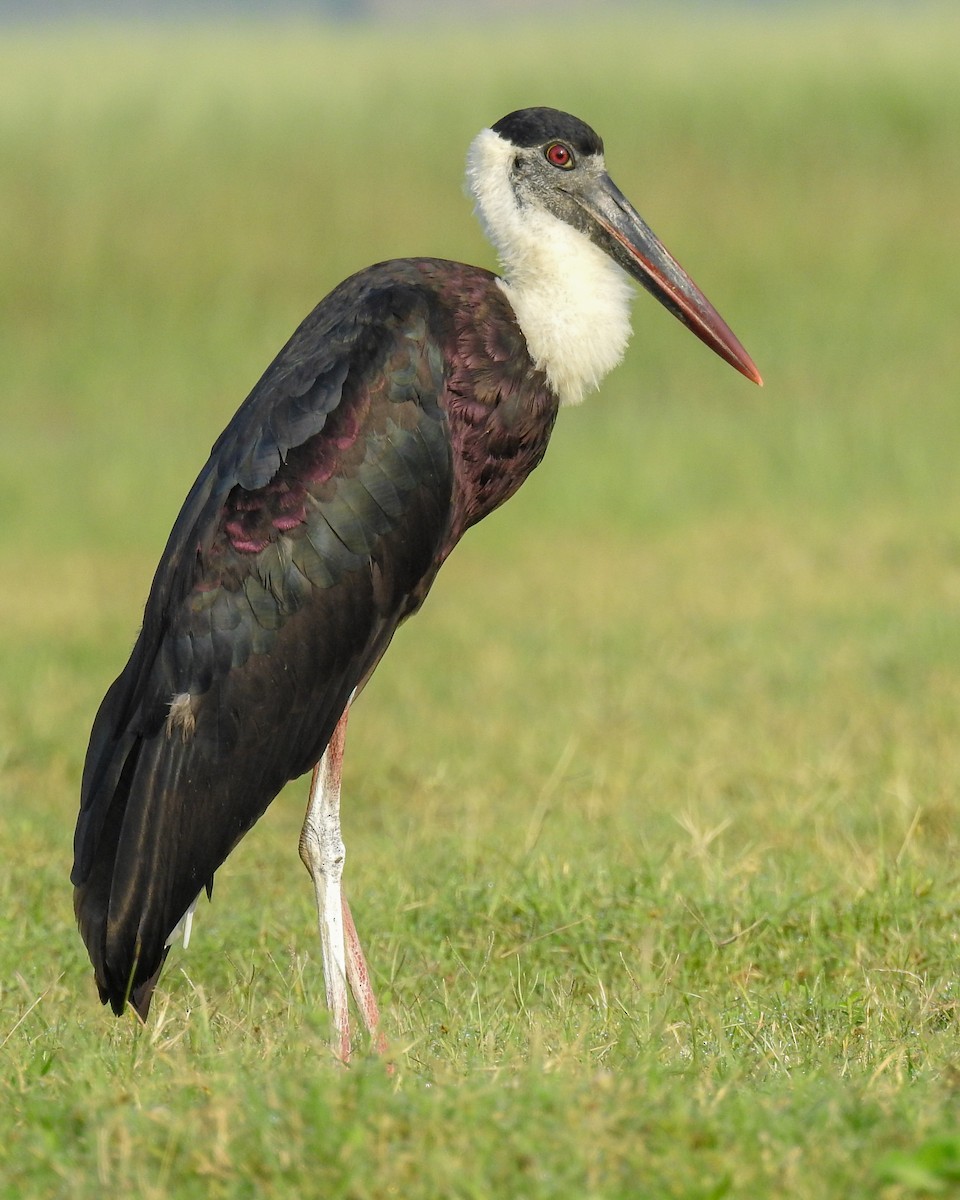 Asian Woolly-necked Stork - ML640457946