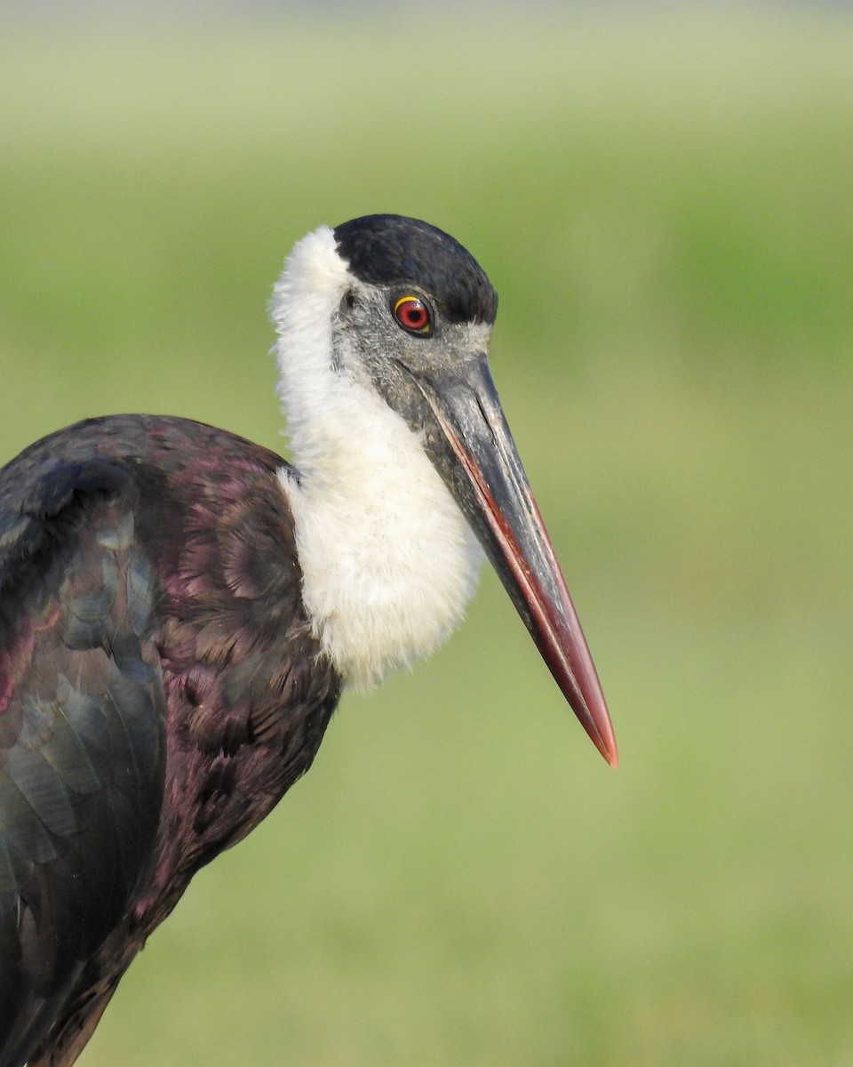 Asian Woolly-necked Stork - ML640457947