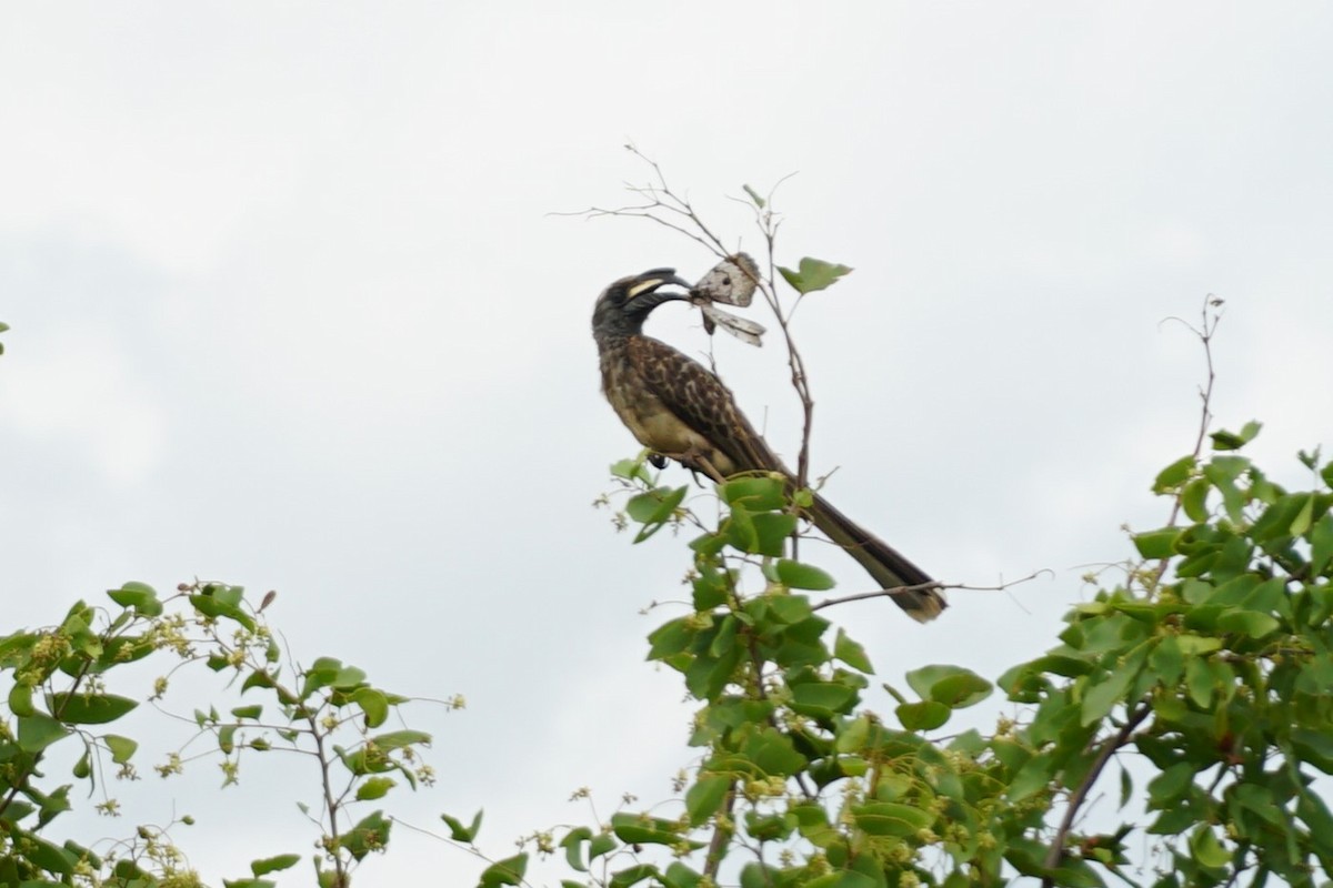 African Gray Hornbill - ML640458005