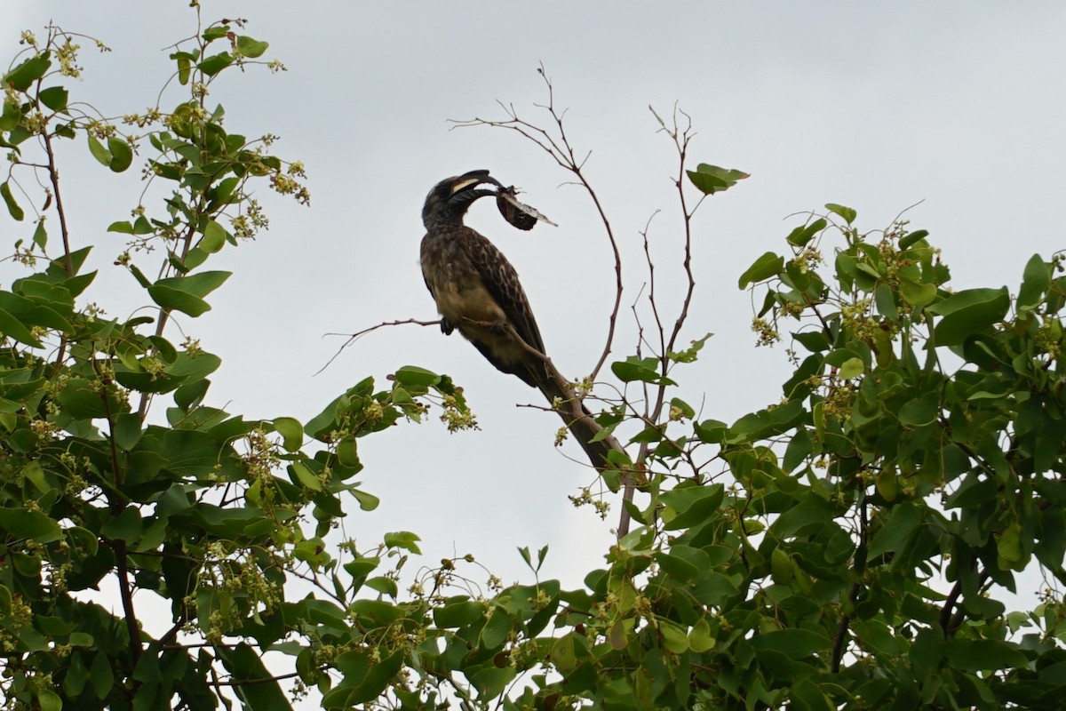 African Gray Hornbill - ML640458006