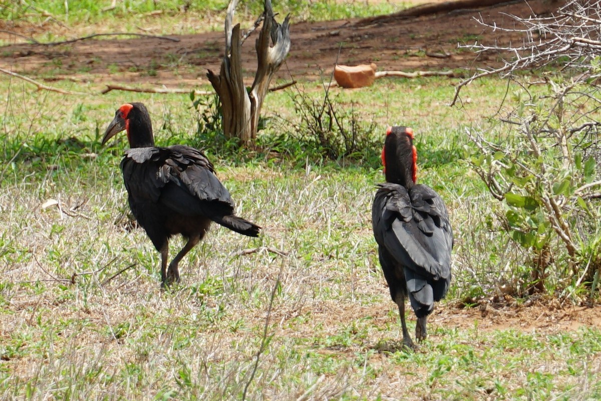 Southern Ground-Hornbill - ML640458007
