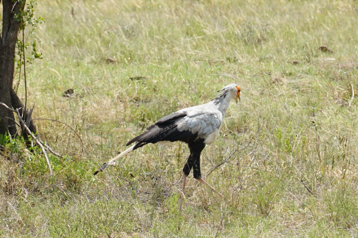 Secretarybird - ML640458008