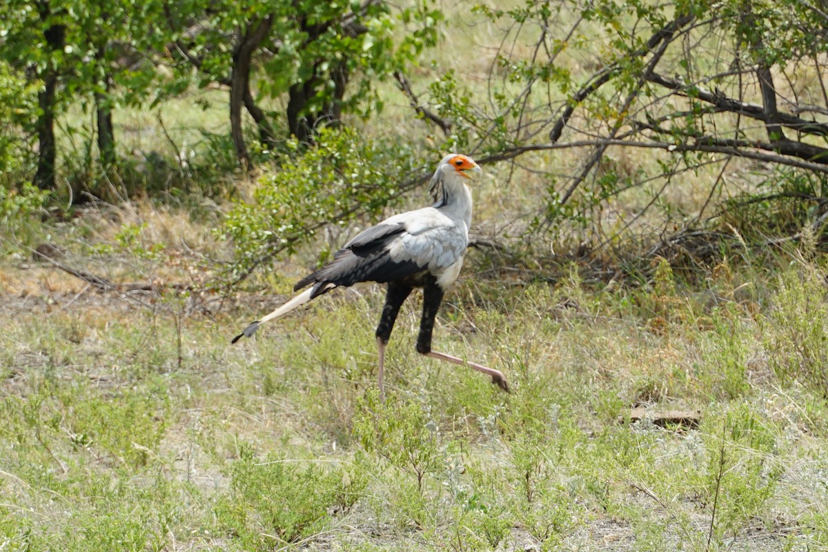 Secretarybird - ML640458010