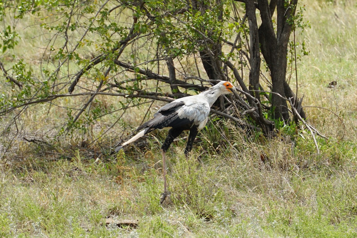 Secretarybird - ML640458011