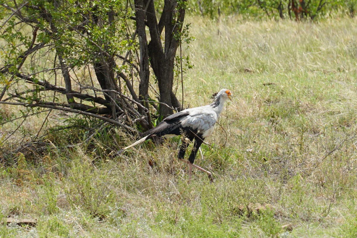 Secretarybird - ML640458012