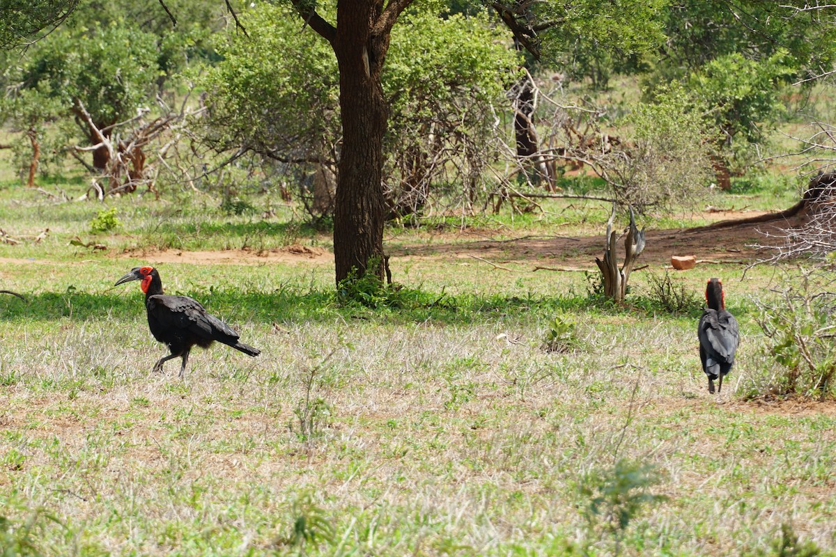 Southern Ground-Hornbill - ML640458013