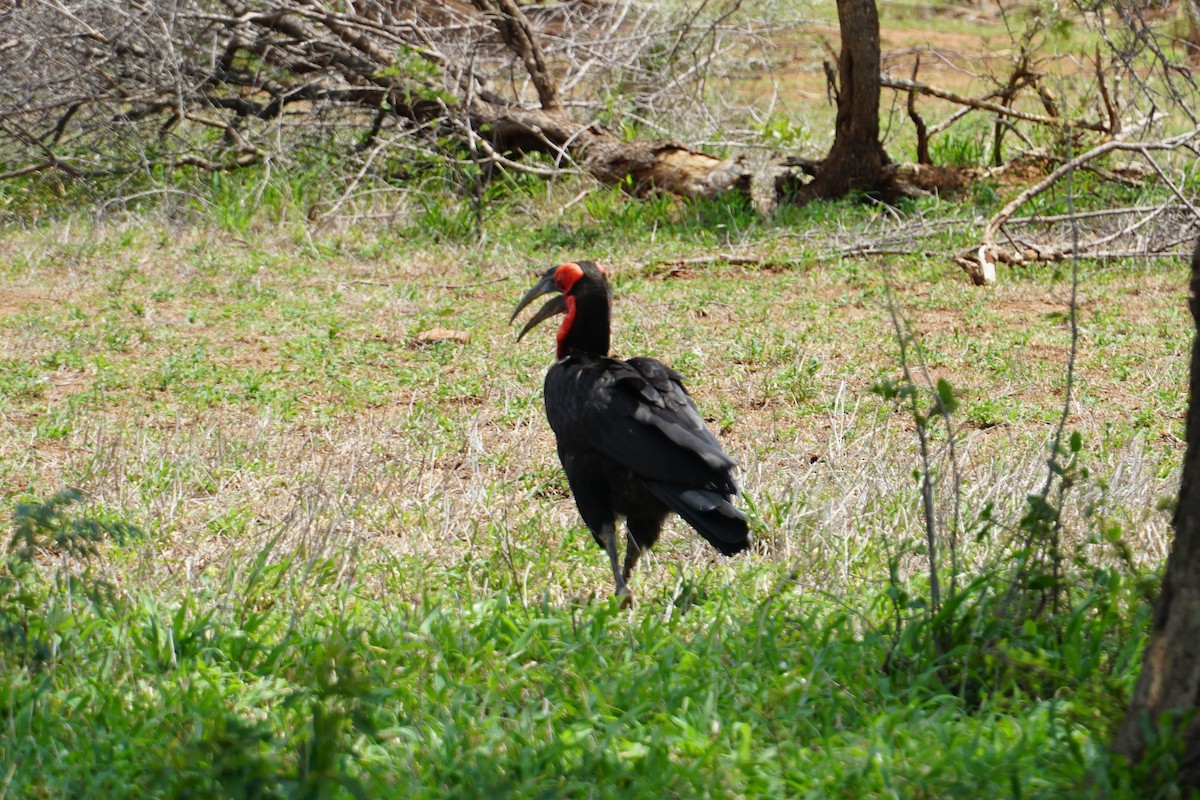 Southern Ground-Hornbill - ML640458014