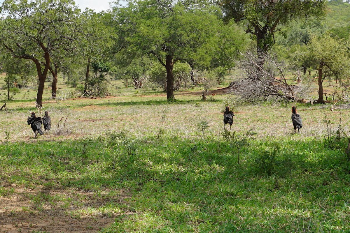 Southern Ground-Hornbill - ML640458015