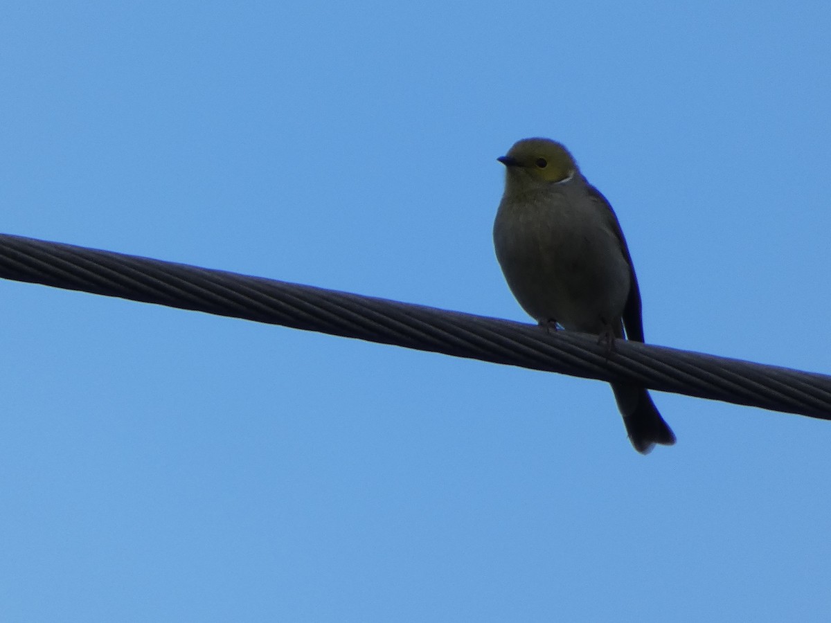 White-plumed Honeyeater - ML640458075