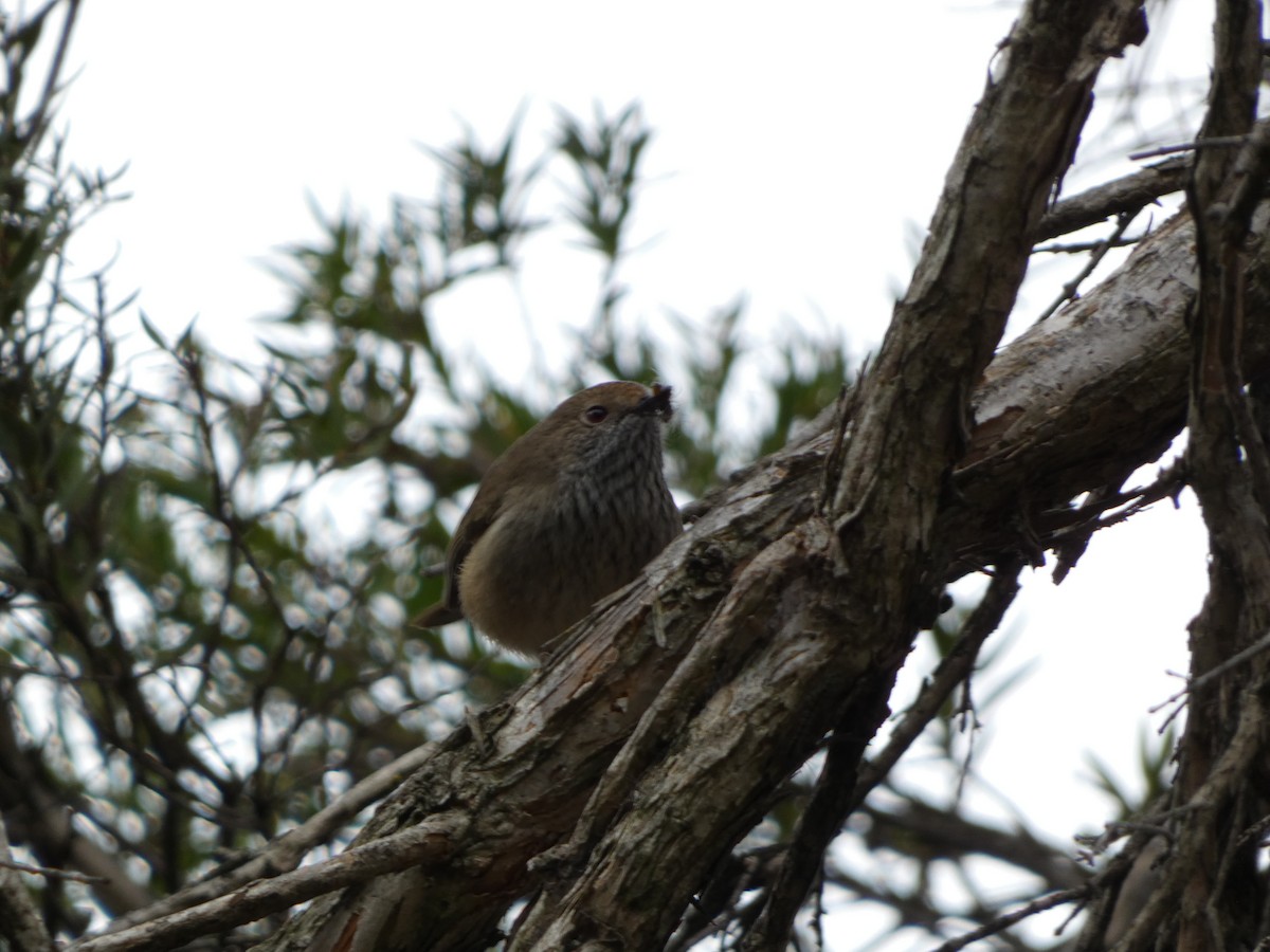 Brown Thornbill - ML640458078