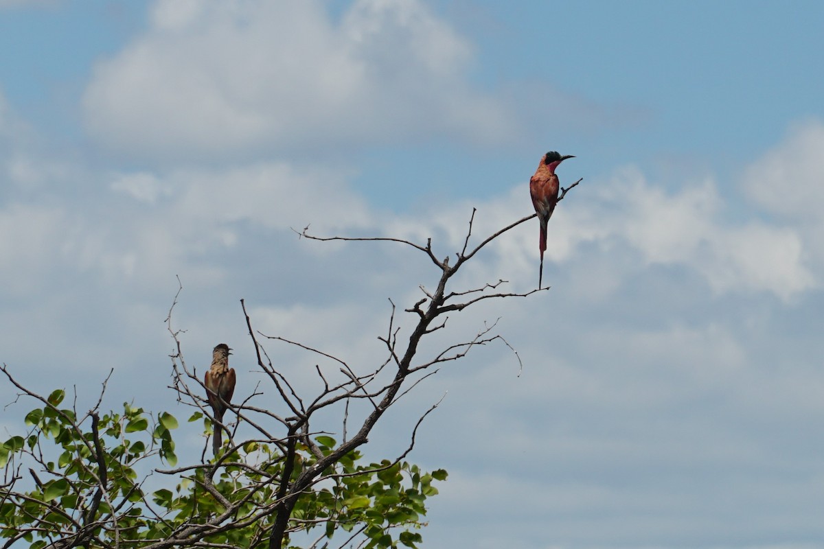 Southern Carmine Bee-eater - ML640458104