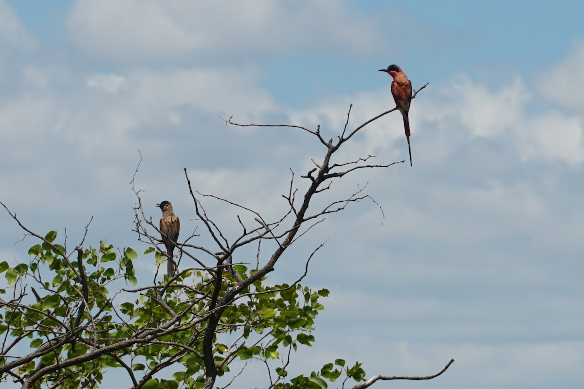 Southern Carmine Bee-eater - ML640458105
