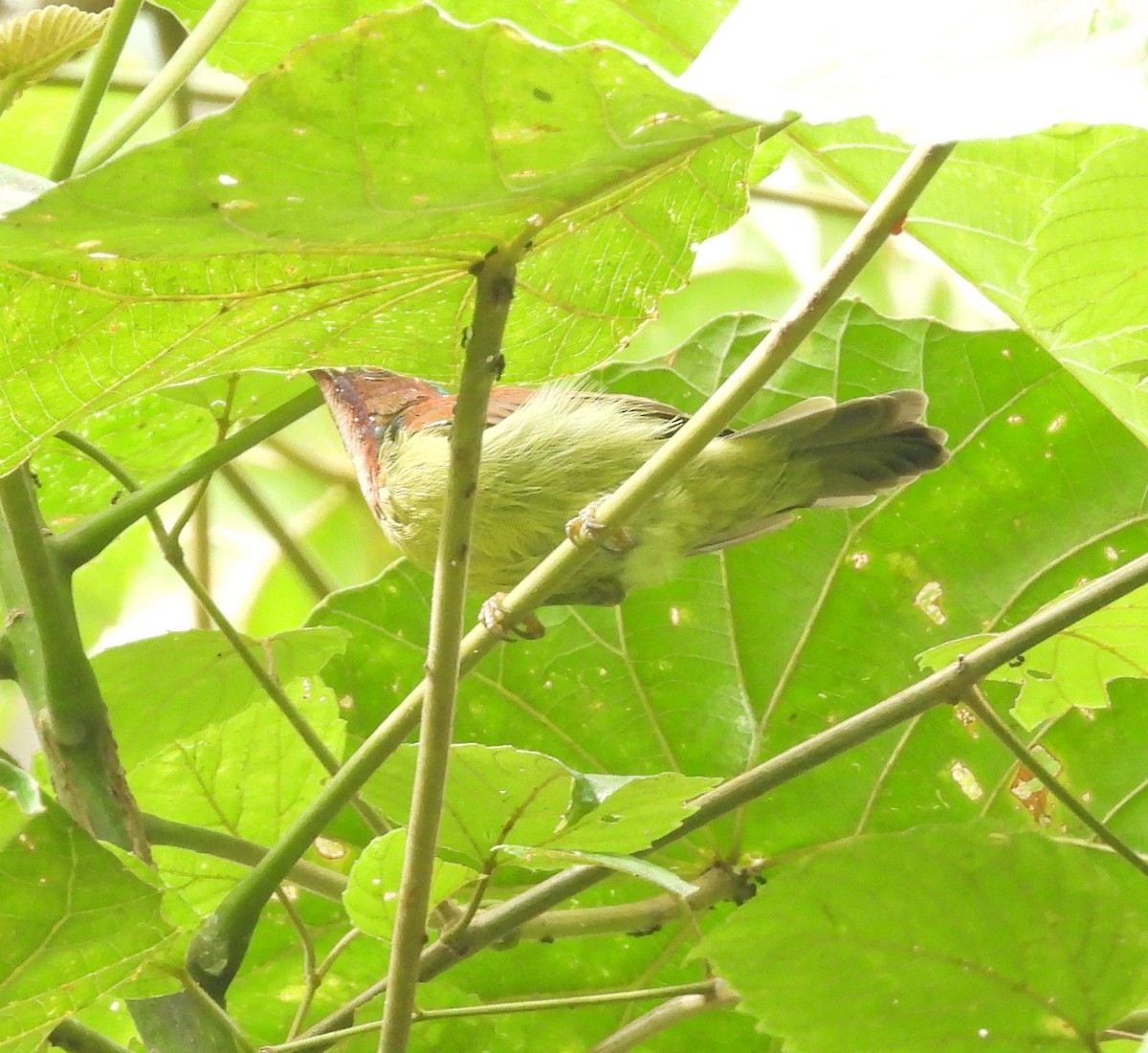 Red-throated Sunbird - ML640458137