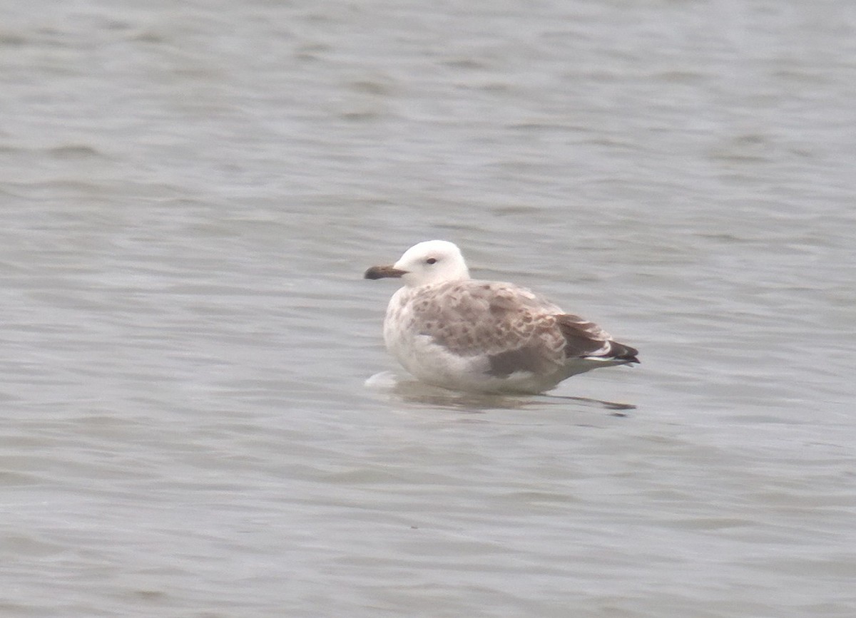 Caspian Gull - ML640458138