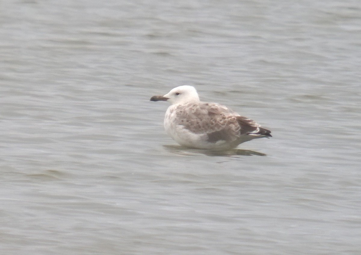 Caspian Gull - ML640458139