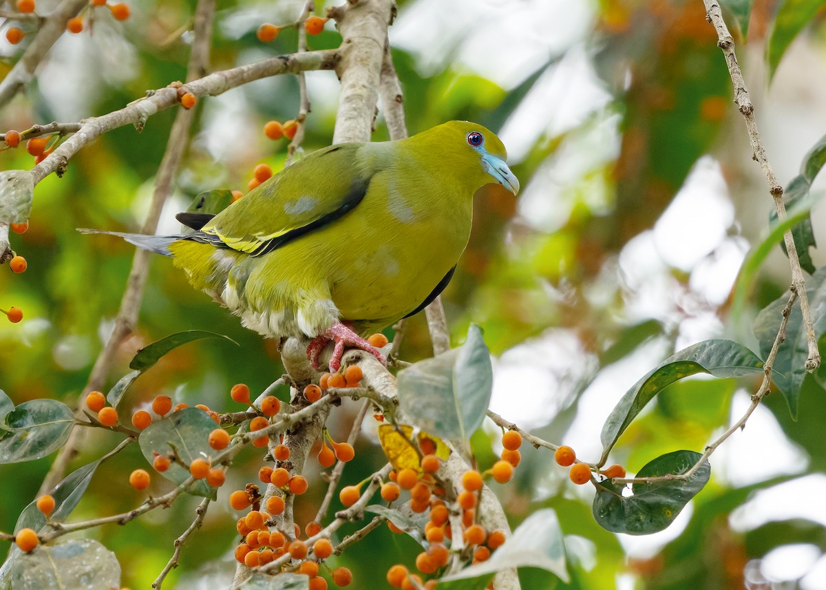 Pin-tailed Green-Pigeon - ML640458217