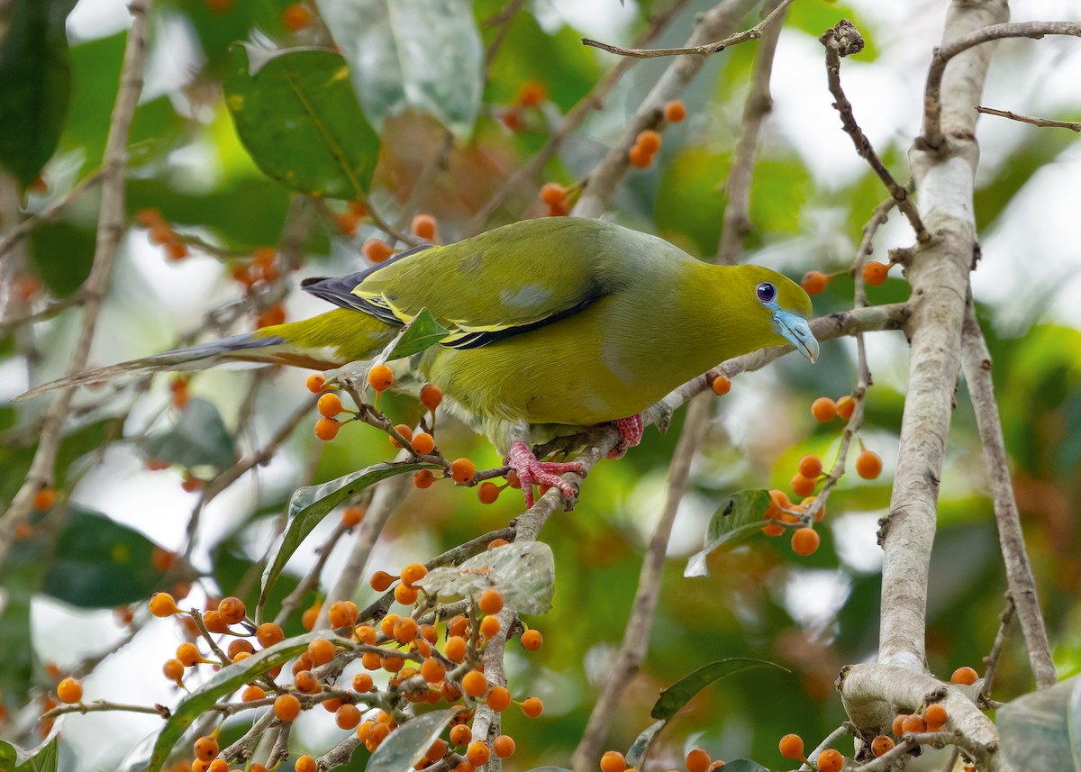 Pin-tailed Green-Pigeon - ML640458219