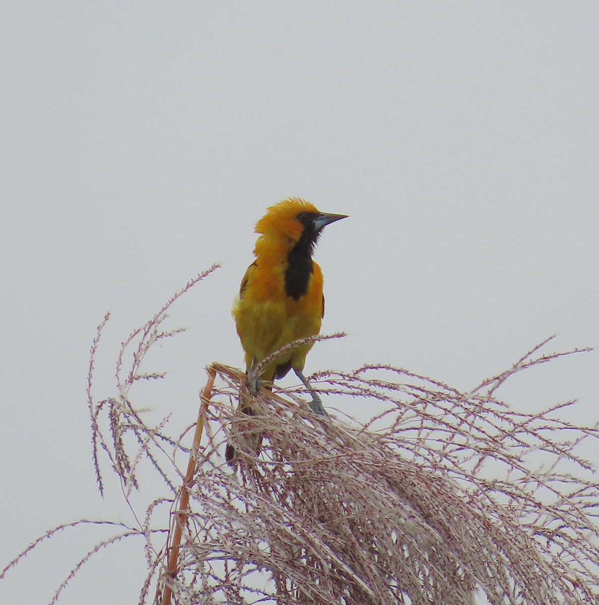 White-edged Oriole - ML640458263