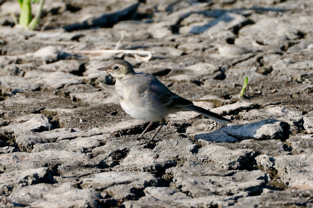 White Wagtail - ML640458311