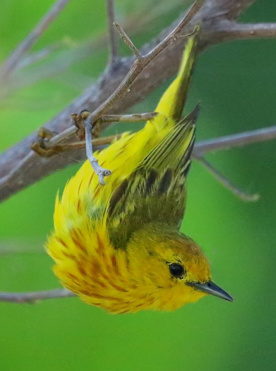 Mangrove Yellow Warbler (Greater Antillean) - ML640458338