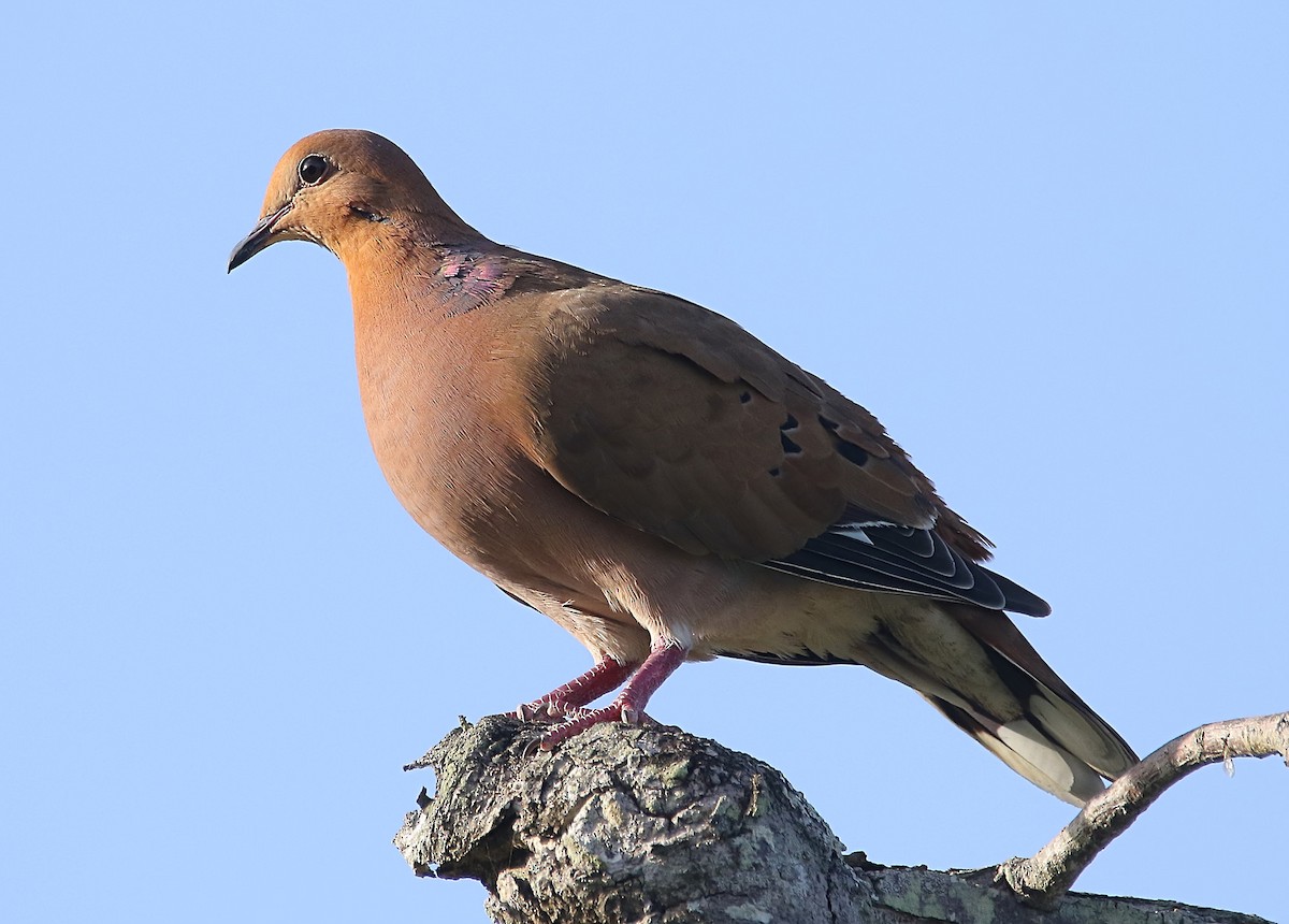 Zenaida Dove - ML640458363