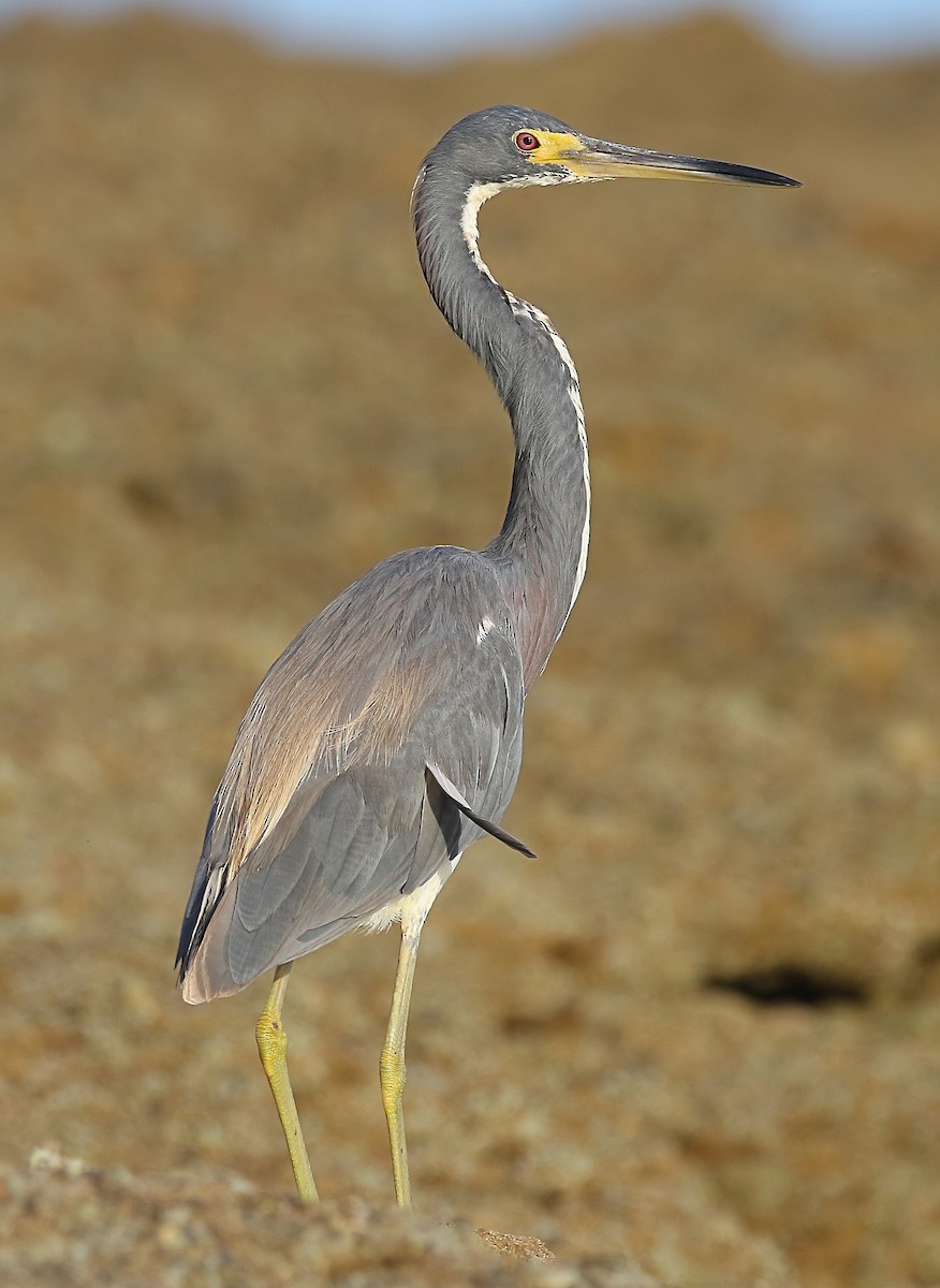 Tricolored Heron - ML640458366