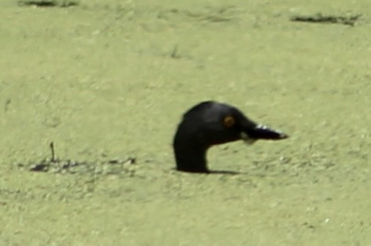 Least Grebe - ML640458394