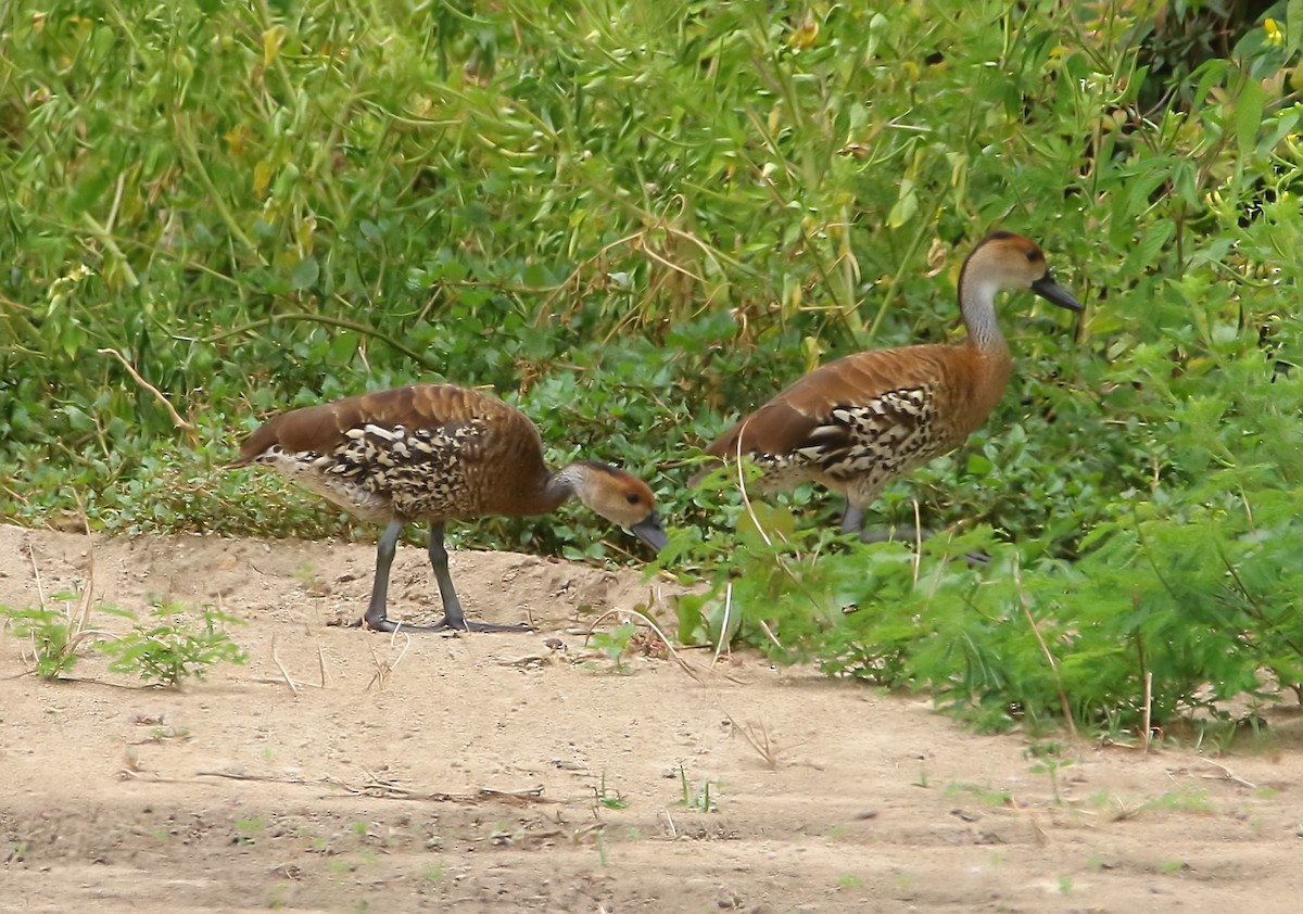 West Indian Whistling-Duck - ML640458426