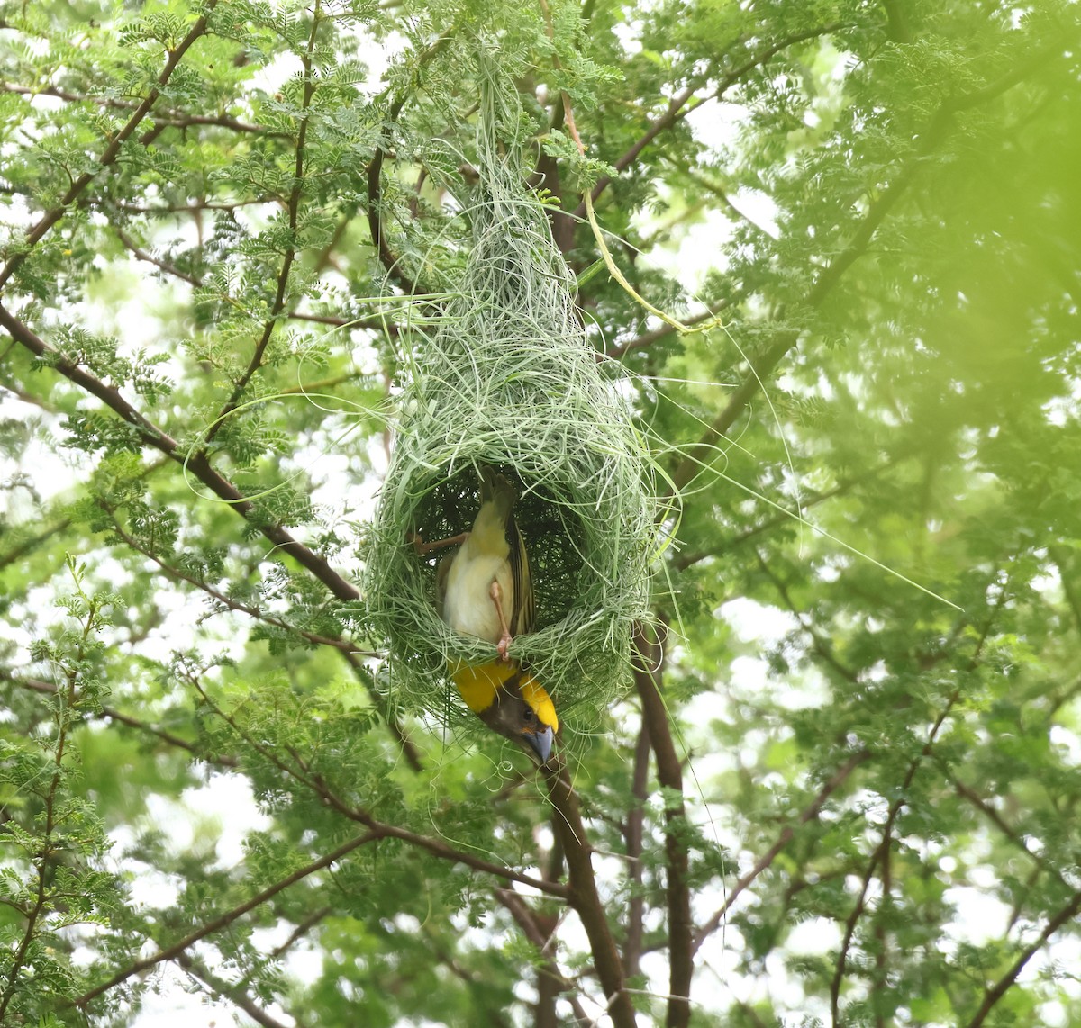 Baya Weaver - ML640458451