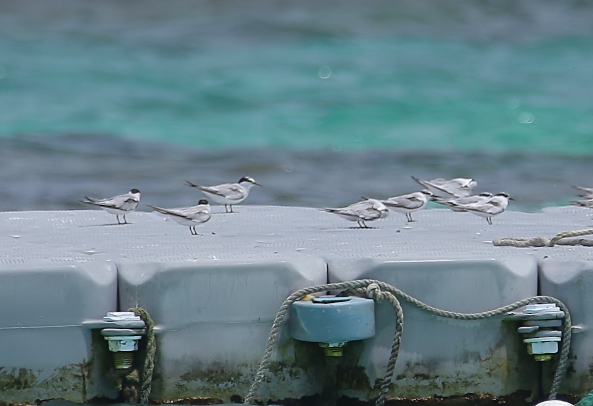 Least Tern - ML640458455