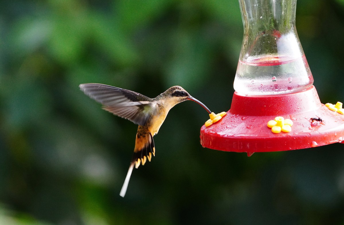 Tawny-bellied Hermit - ML640458462