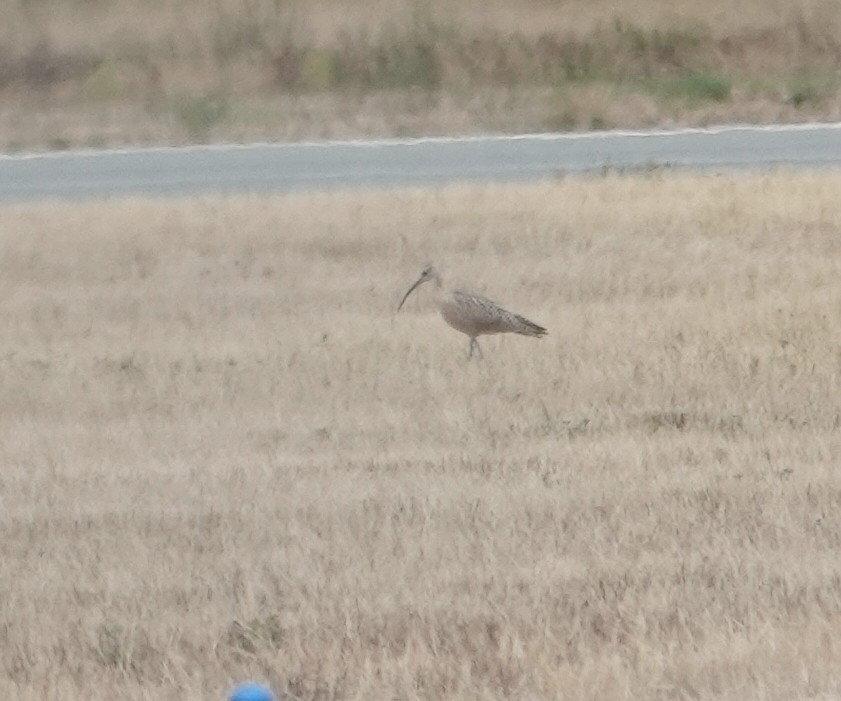 Long-billed Curlew - ML640458479