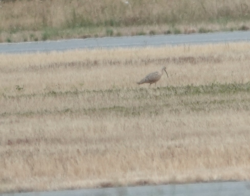 Long-billed Curlew - ML640458480
