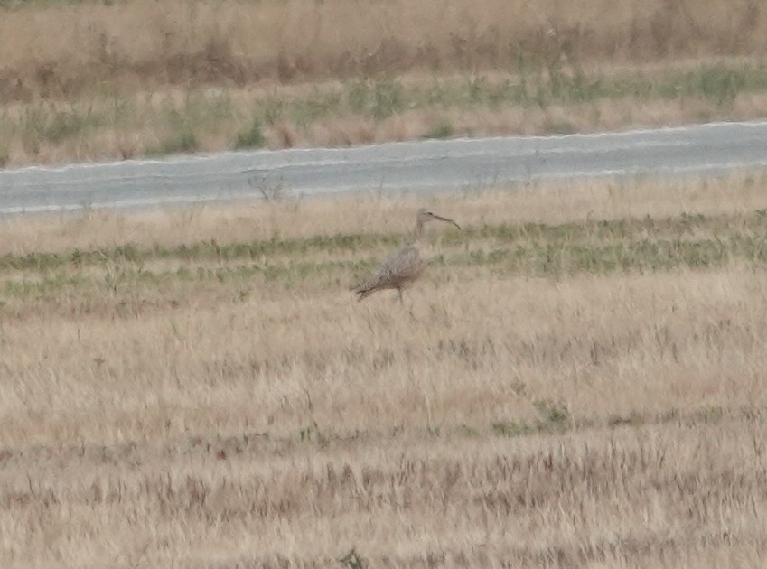 Long-billed Curlew - ML640458481