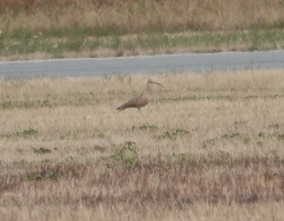 Long-billed Curlew - ML640458482