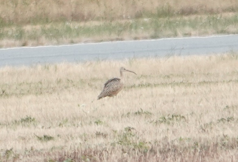 Long-billed Curlew - ML640458483