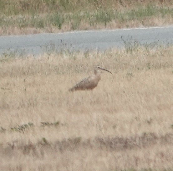 Long-billed Curlew - ML640458484