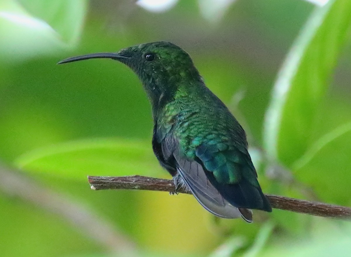 Green-throated Carib - ML640458504