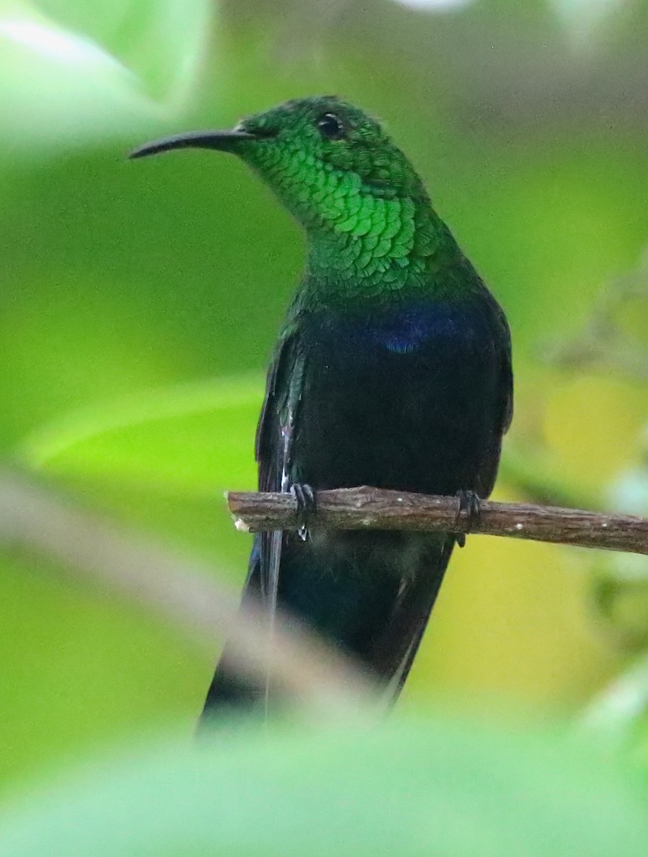 Green-throated Carib - ML640458505